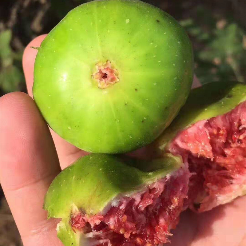 Fig Tree Seedlings 1m or More, Poji Honggres Fig Tree Seedlings, Bear Fruit in the Same Year, Potted Fig Trees