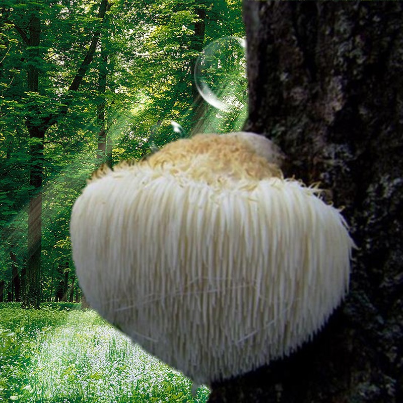 Fujian local specialty monkey head mushroom dry goods strictly selected monkey head new product independent outfit old monkey head mushroom 250g outfit