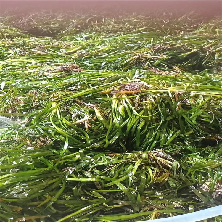 Environmental Engineering Submersible Plants Dwarf Waterweed Aquatic Plants Direct Sales Pond Fish Shrimp Crab Aquatic Plants Hydroponics