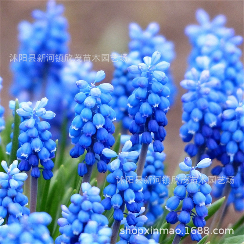 Grape Hyacinth Seed Bulbs Soil Culture Hydroponic Flower Seeds Autumn and Winter Planting Flowering Cold-Resistant Grape Hyacinth