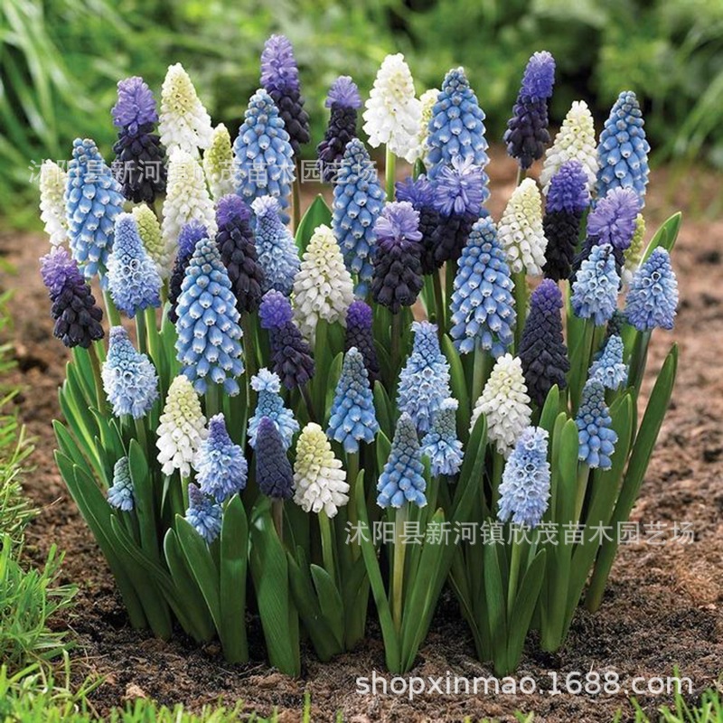 Grape Hyacinth Seed Bulbs Soil Culture Hydroponic Flower Seeds Autumn and Winter Planting Flowering Cold-Resistant Grape Hyacinth