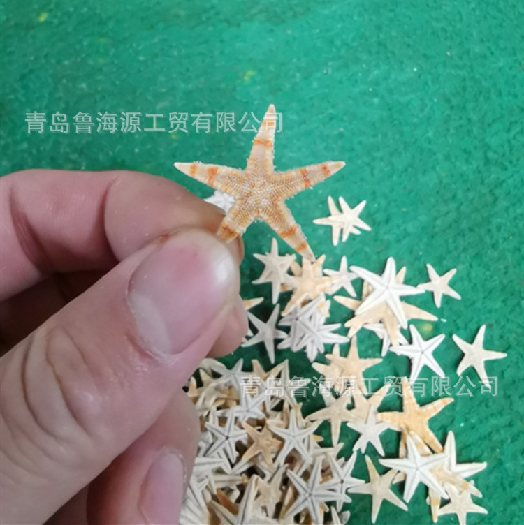 Handmade starfish beige starfish five-finger starfish flat starfish Mediterranean shooting props jewelry 1-2cm