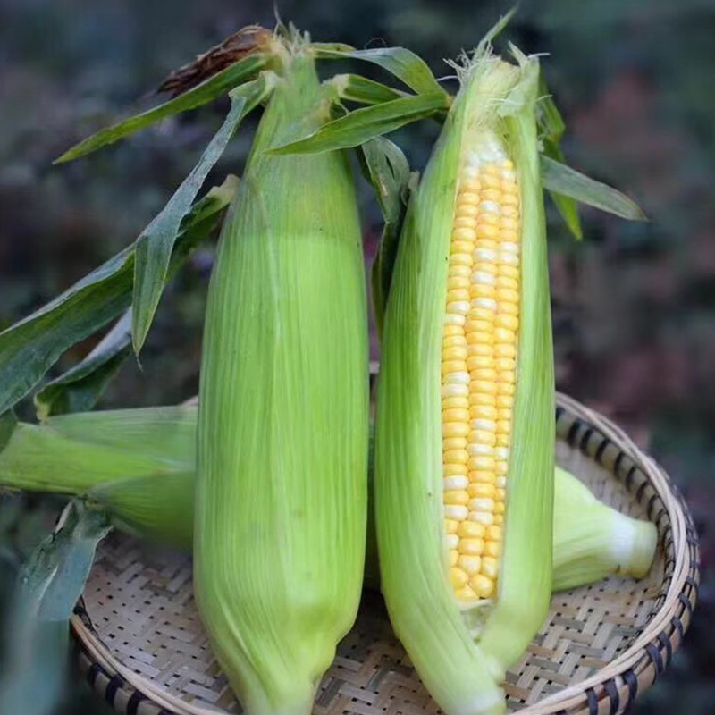 Yunnan Dehong Fruit Corn Daifa 3/2.50kg Fresh Raw and Ripe Two Eating Yellow and Young Corn Cone Seasonal Vegetables