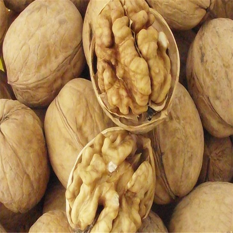 New Arrivals in Season Xinjiang Specialty Aksu Walnuts Bulk Thin-Skinned Large Walnuts Thin-Skinned New Walnuts Dropshipping
