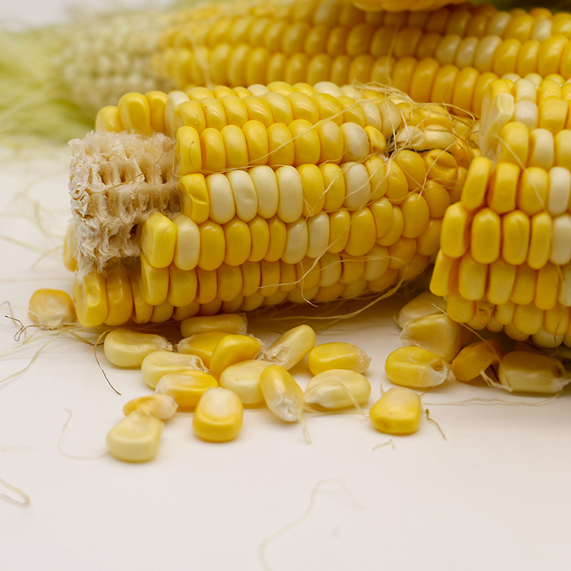 Yunnan Dehong Fruit Corn Daifa 3/2.50kg Fresh Raw and Ripe Two Eating Yellow and Young Corn Cone Seasonal Vegetables