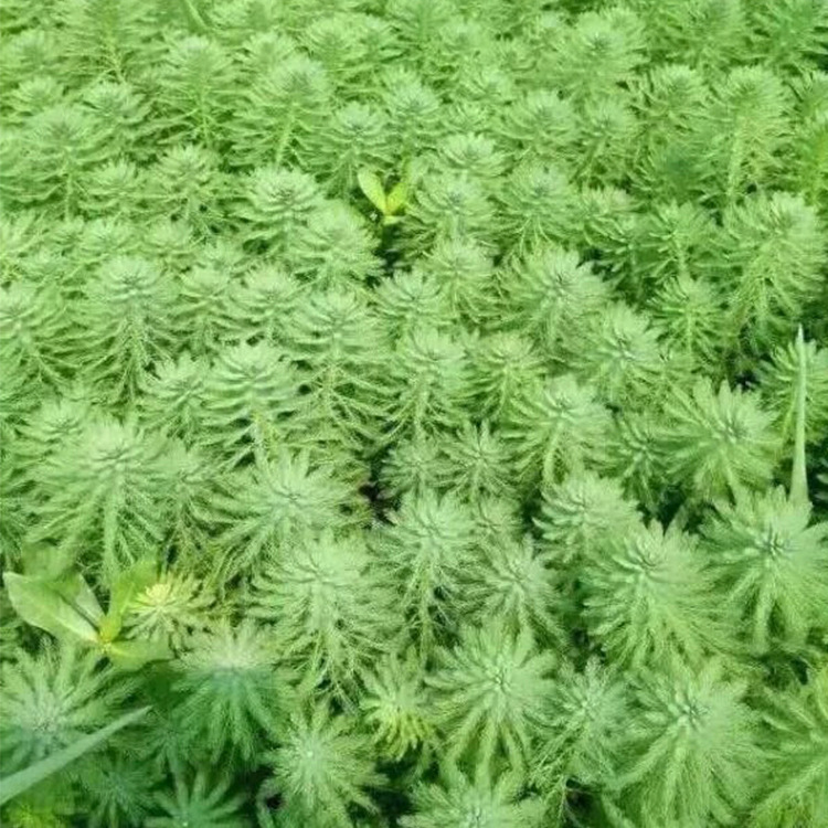 Seedlings, Greening Projects, Gardens, Black Soil Planting, Aquatic Plants, Duckweed, Intolerant of Trampling, Available for Wholesale