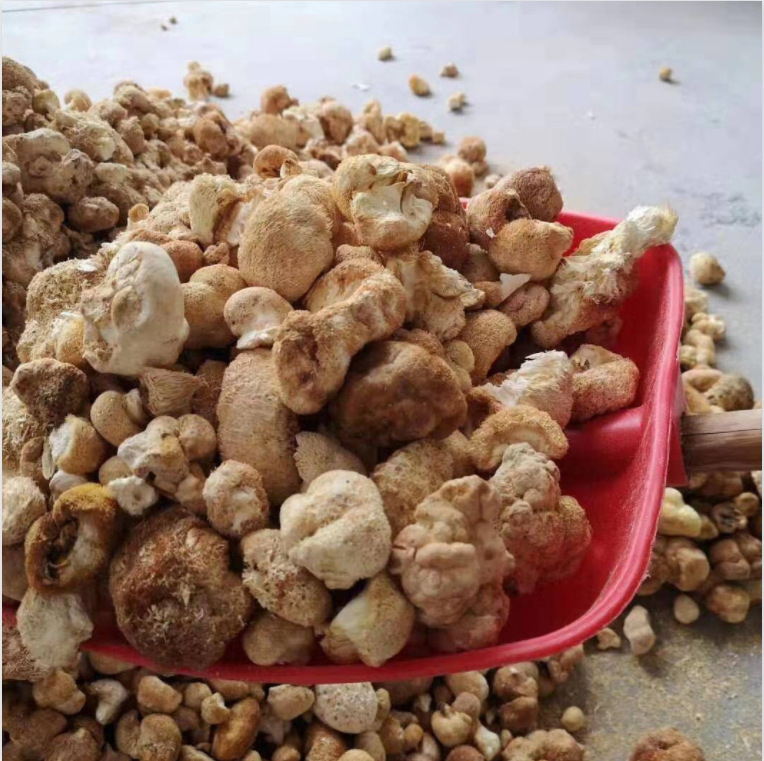 Fujian specialty ground powder Hericium Erinella dried goods 500g agricultural products ground powder dried Hericium Erinella dried goods edible fungus wholesale