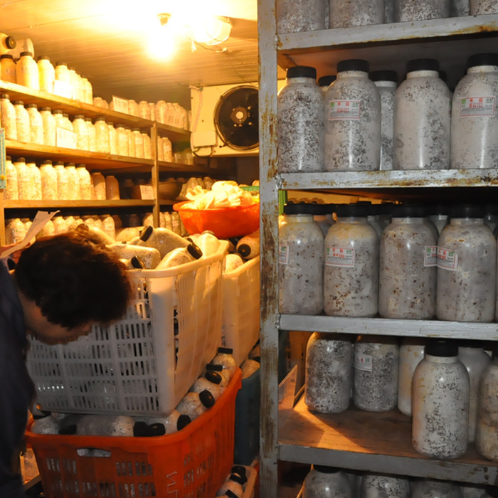 Oyster Mushroom, Xiuzhen Mushroom, Edible Mushroom Strain, Original Strain, First-Level Strain, Second-Level Mushroom Seed, Mother Strain, Mushroom Strain