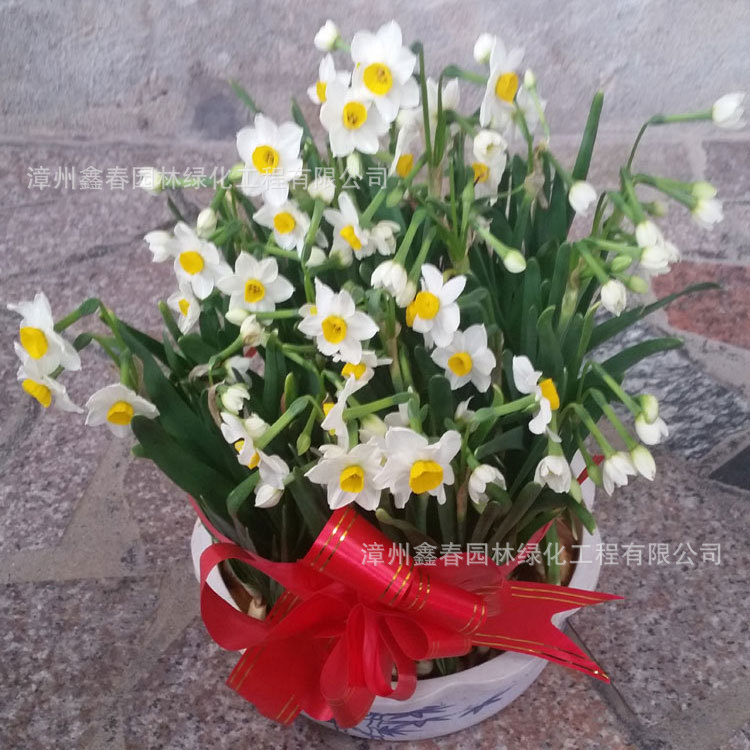 Wholesale of Narcissus Bulbs, Single-Petal and Double-Petal Hydroponic Large Flower Bulbs, New Year's Florals, Produced and Sold by Farmers in Zhangzhou