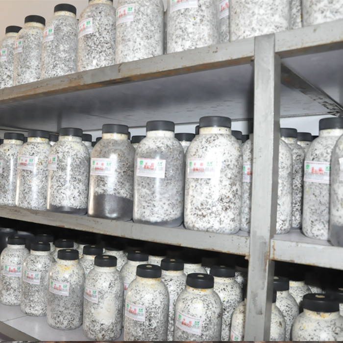 Oyster Mushroom, Xiuzhen Mushroom, Edible Mushroom Strain, Original Strain, First-Level Strain, Second-Level Mushroom Seed, Mother Strain, Mushroom Strain