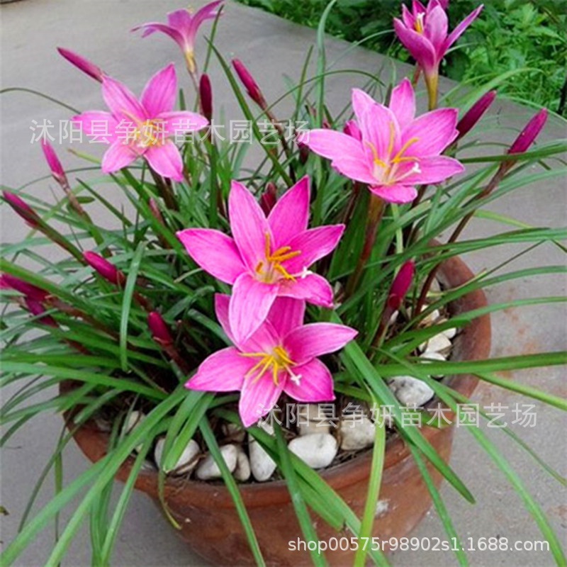 Rain Orchid Bulbs Potted Florals, Onion Orchid, Leek Orchid Bulbs Bloom in All Seasons, Easy-To-Live Flower Bulbs, Heat-Resistant Wind and Rain Orchids