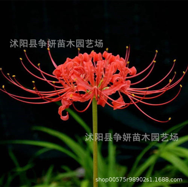 Wholesale of Flower Bulbs on the Other Side, Manzhu Shahua Potted Plants, Flower Bulbs on the Other Side, Lycoris Flowers, Indoor Florals for All Seasons