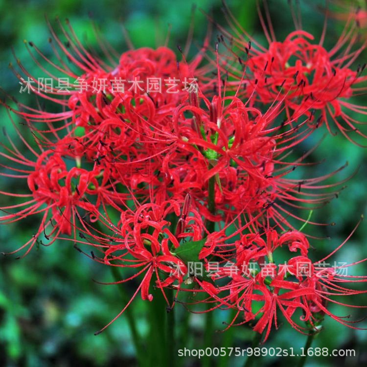 Оптовая продажа луковиц цветов с другой стороны, манчжурская лилия, горшечные растения, луковицы цветов с другой стороны, цветы ликориса, комнатные цветы на все сезоны