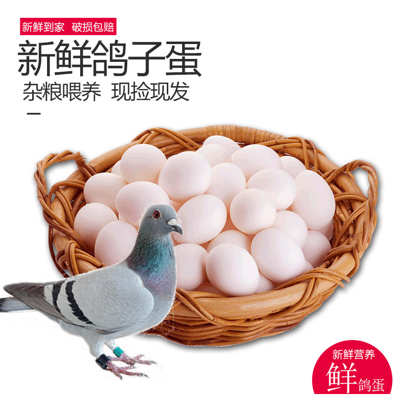 20Pcs Wholesale Farm Miscellaneous Grains Free Range Native Product White Dove Eggs Spot Supply Dove Eggs