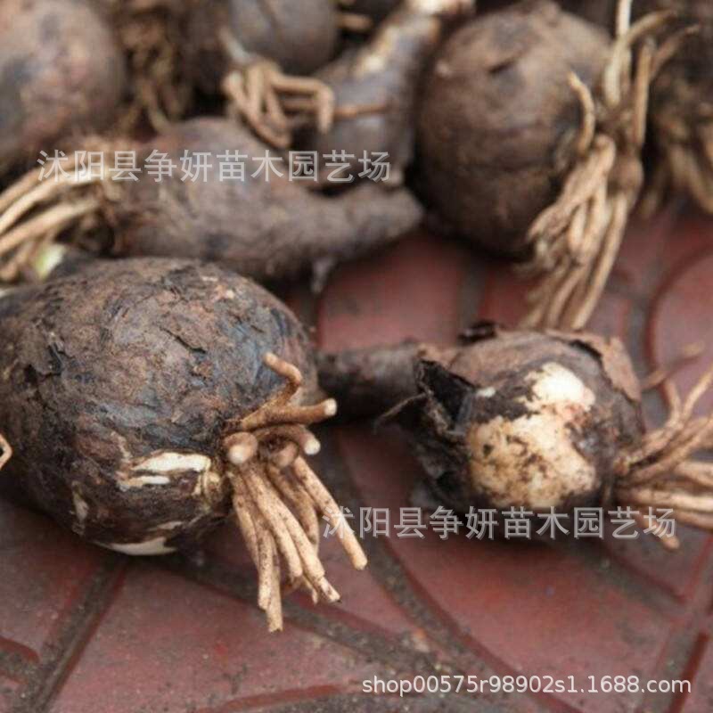 Wholesale of Flower Bulbs on the Other Side, Manzhu Shahua Potted Plants, Flower Bulbs on the Other Side, Lycoris Flowers, Indoor Florals for All Seasons