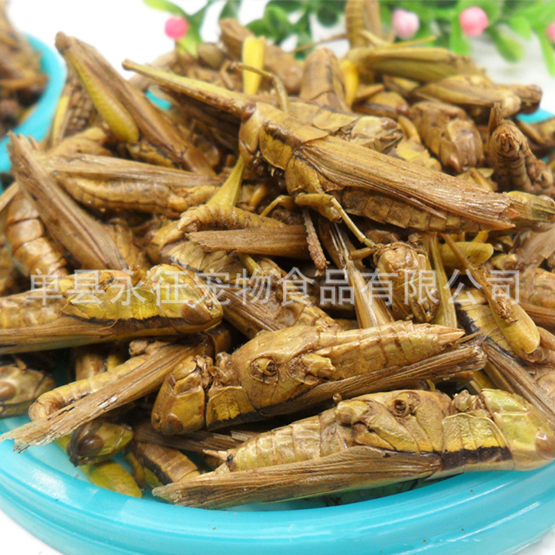 Yongzheng Factory Direct Sales Vacuum Freeze-Dried Rice Grasshopper, Grasshopper, Dried Arowana Ornamental Fish Feed, Bird and Turtle Food, Special Insects