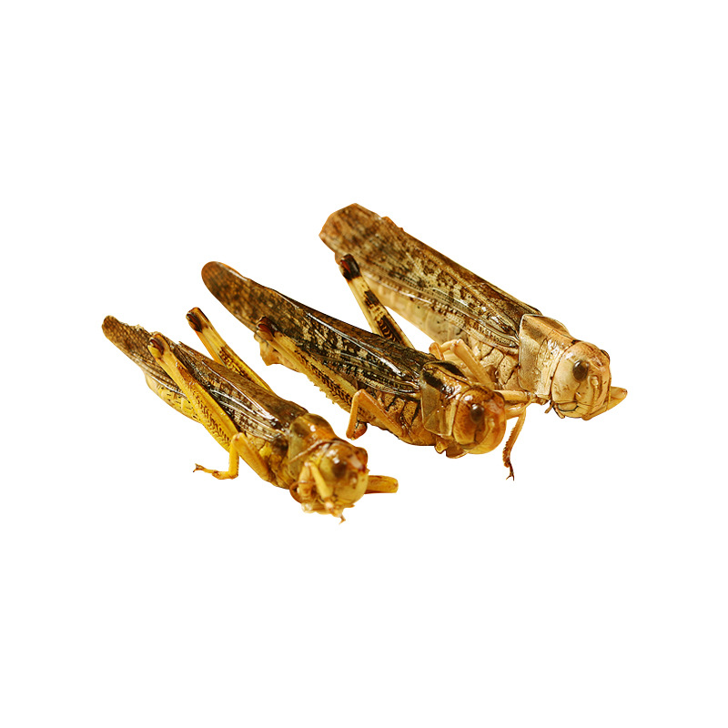 Yongzheng Factory Direct Sales Vacuum Freeze-Dried Rice Grasshopper, Grasshopper, Dried Arowana Ornamental Fish Feed, Bird and Turtle Food, Special Insects