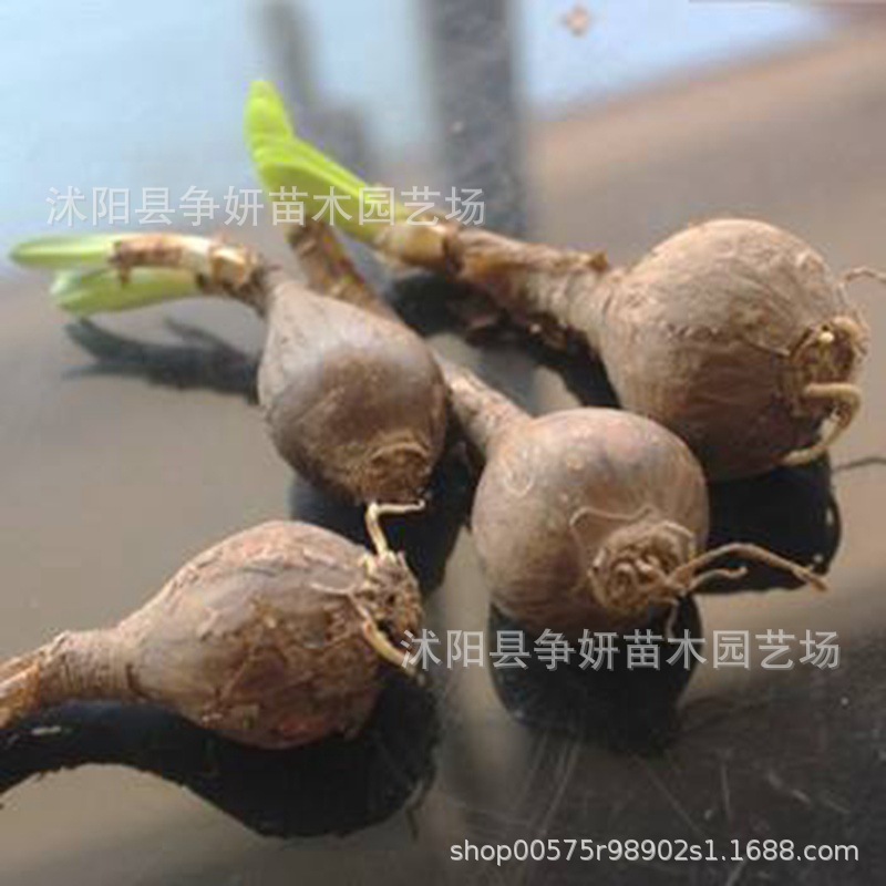 Wholesale of Flower Bulbs on the Other Side, Manzhu Shahua Potted Plants, Flower Bulbs on the Other Side, Lycoris Flowers, Indoor Florals for All Seasons