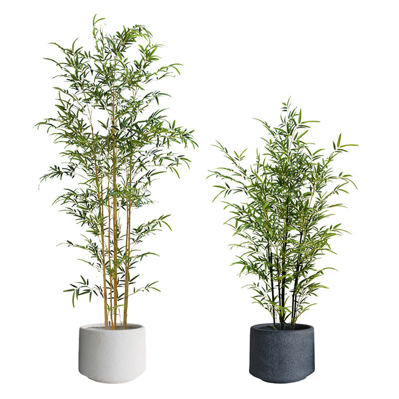 Base Direct Supply of Bamboo Seedlings, Engineering Landscaping Green Bamboo Seedlings, Purple Bamboo Seedlings, Courtyard Wall Gold Inlaid Jade Bamboo Seedlings