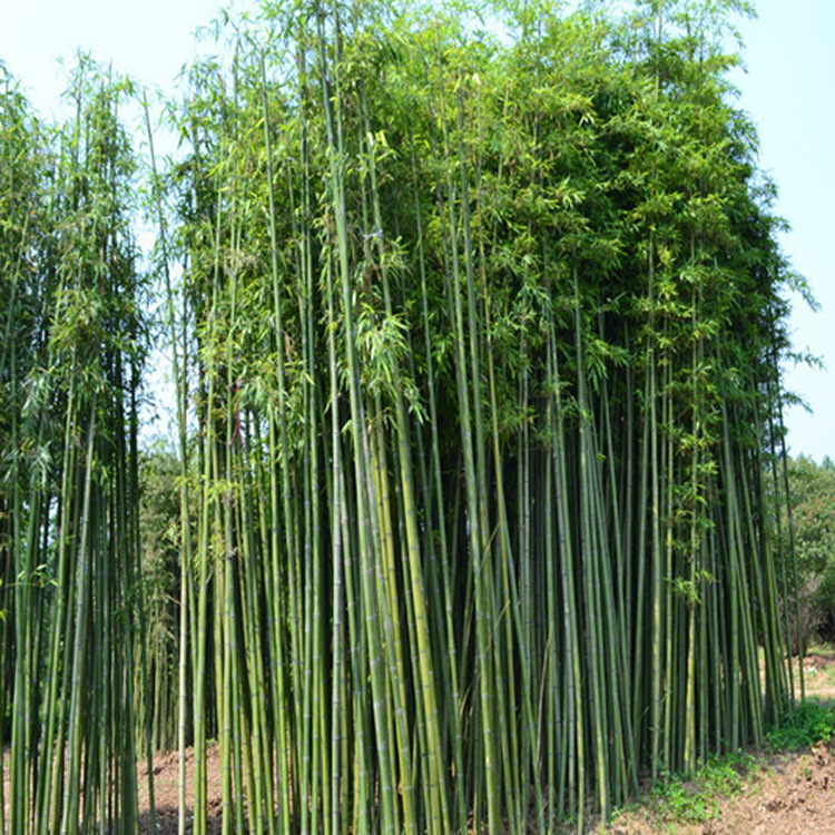 Прямые поставки саженцев бамбука, зеленые саженцы бамбука для ландшафтного проектирования, саженцы фиолетового бамбука, золотой инкрустированный нефритовый бамбук для стен двора