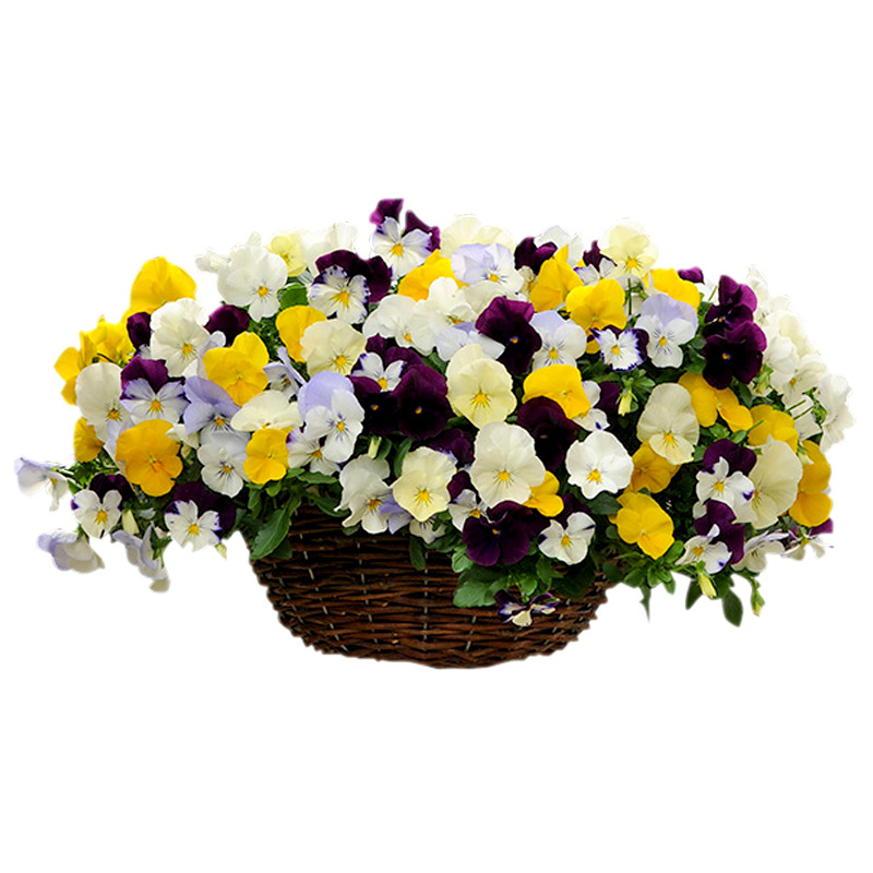 Pansy seed flower seed flower seed flower seed flower seed flower seed vegetable seed wholesale vegetable seed