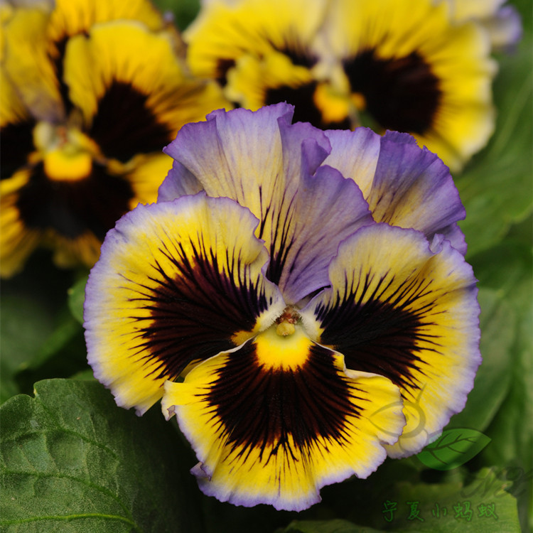 Pansy seed flower seed flower seed flower seed flower seed flower seed vegetable seed wholesale vegetable seed