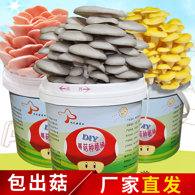 Оптовая продажа ведер для посадки грибов, съедобные грибы, горшечные грибы.