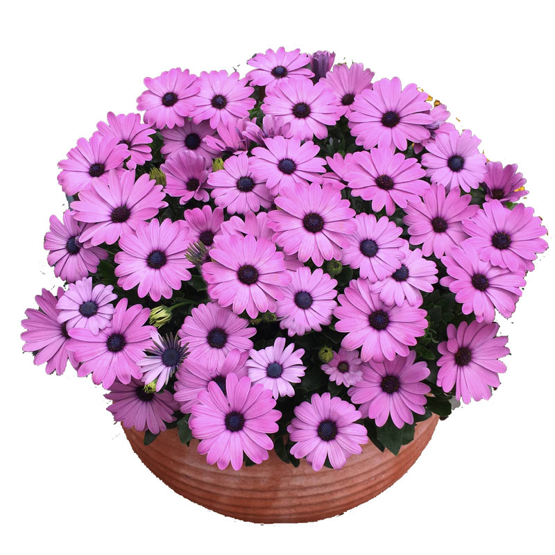 Marigold seed Marigold seed chrysanthemum seed flower seed flower seed balcony potted seed wholesale company