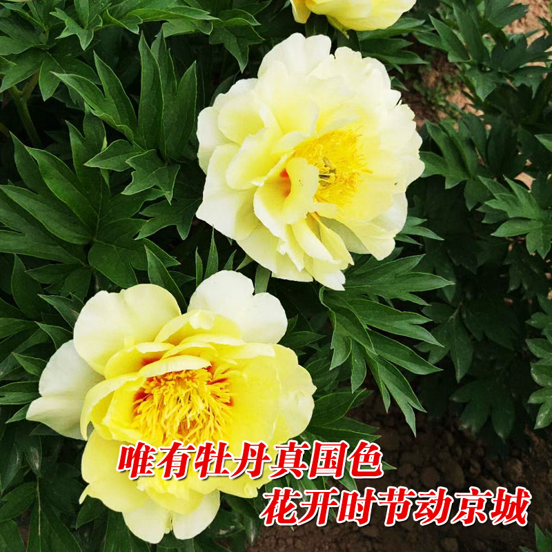 Golden peony seed peony seed flower seed pot planting vegetable seed wholesale vegetable seed rapeseed seed