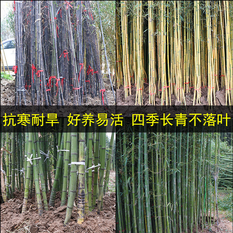 Base Direct Supply of Bamboo Seedlings, Engineering Landscaping Green Bamboo Seedlings, Purple Bamboo Seedlings, Courtyard Wall Gold Inlaid Jade Bamboo Seedlings
