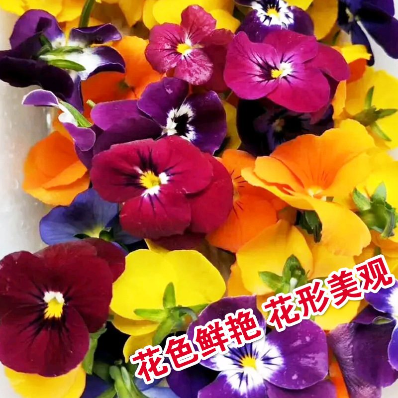 Pansy seed flower seed flower seed flower seed flower seed flower seed vegetable seed wholesale vegetable seed