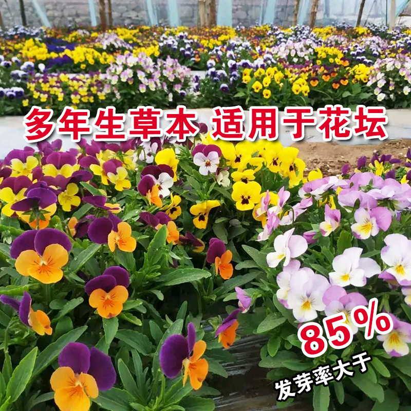 Pansy seed flower seed flower seed flower seed flower seed flower seed vegetable seed wholesale vegetable seed