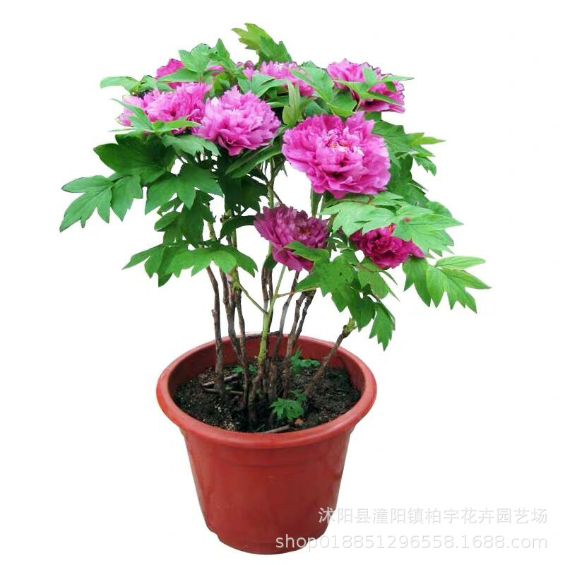 Peony Seeds Luoyang Peony Seeds Peony Seeds Foreign Peony Seeds Huazhe Peony Seeds Easy to Grow