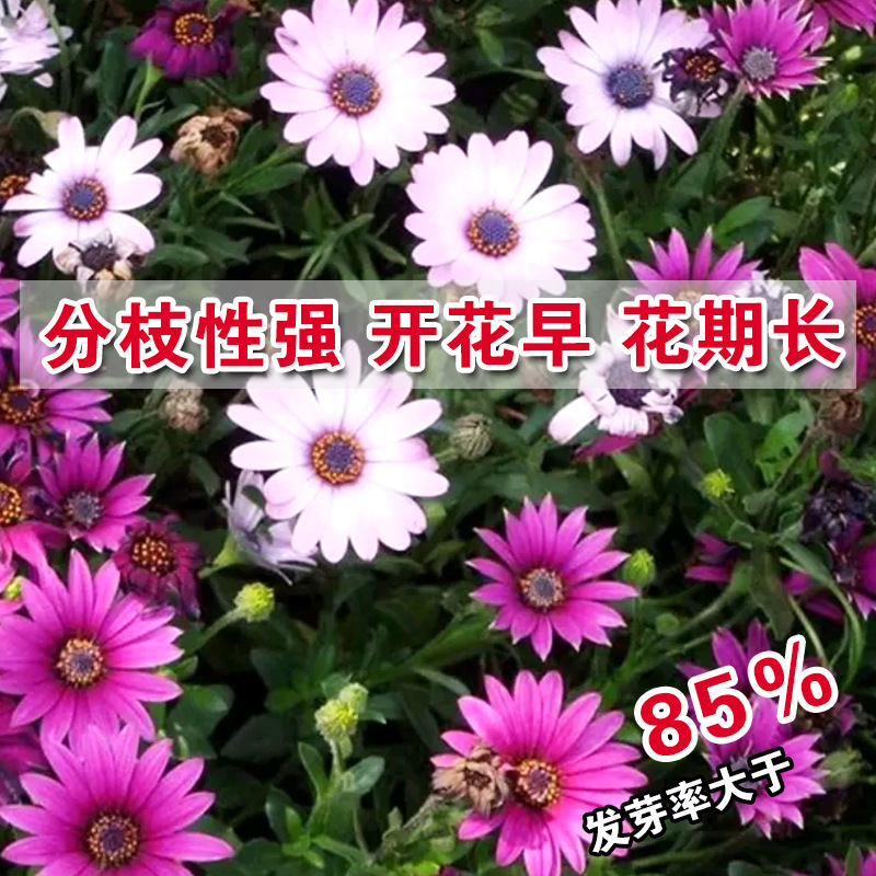 Marigold seed Marigold seed chrysanthemum seed flower seed flower seed balcony potted seed wholesale company