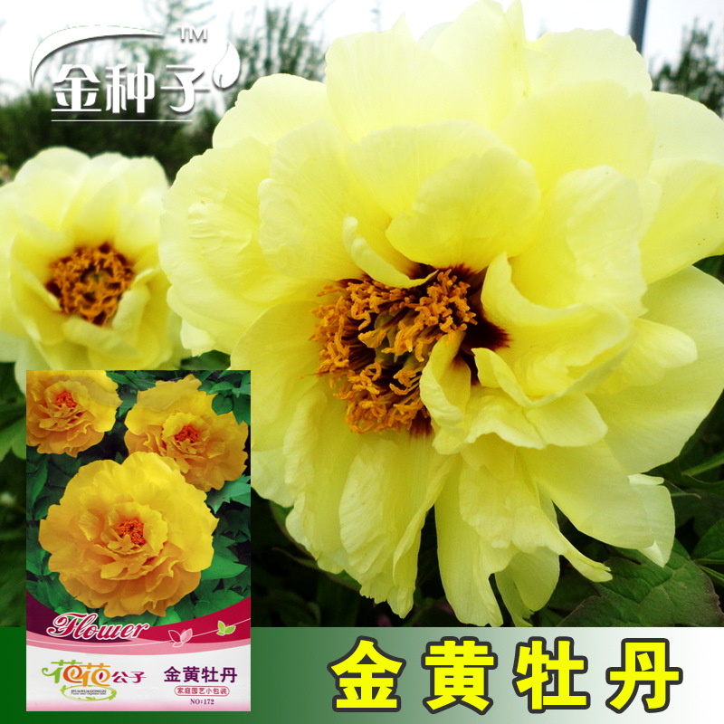 Семена золотого пиона, семена цветов для горшечного выращивания, оптовая продажа овощных семян, семена рапса
