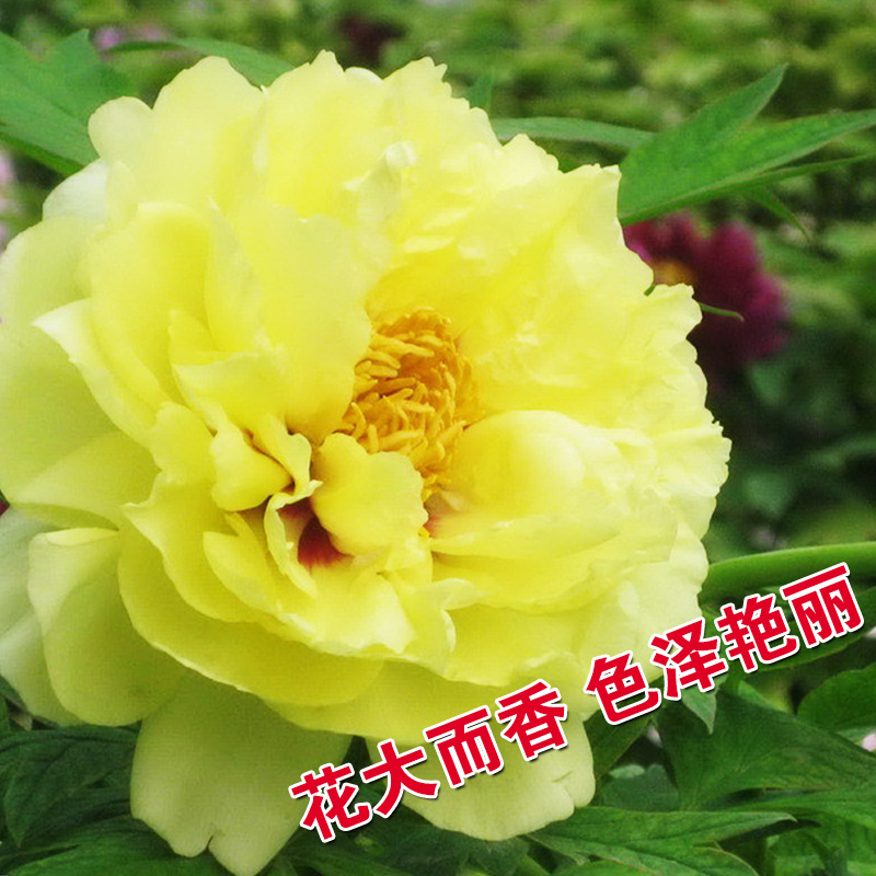 Golden peony seed peony seed flower seed pot planting vegetable seed wholesale vegetable seed rapeseed seed