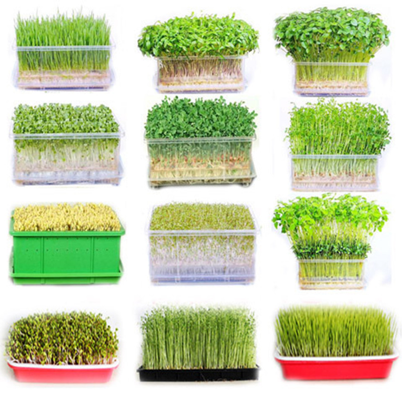 Семена для проращивания, овощные семена для балконного выращивания, безземельное выращивание, семена бобов для весенней посадки