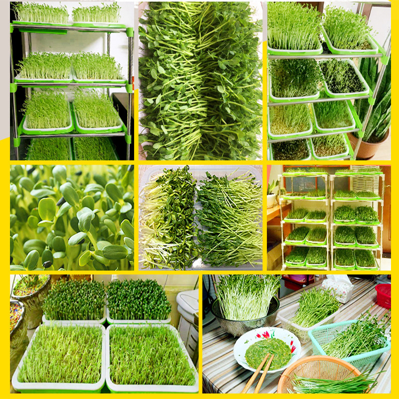 Sprouts seeds sprouts seeds seeds balcony potted vegetable seeds soilless cultivation bean seedlings four seasons spring planting seeds