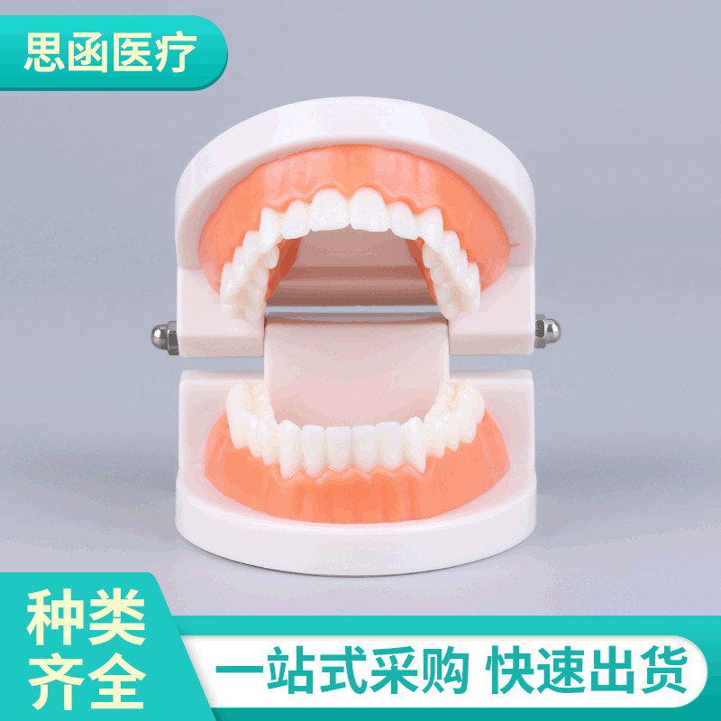 Дентальная модель эстетической практики маленькая модель для детского сада для обучения чистке зубов