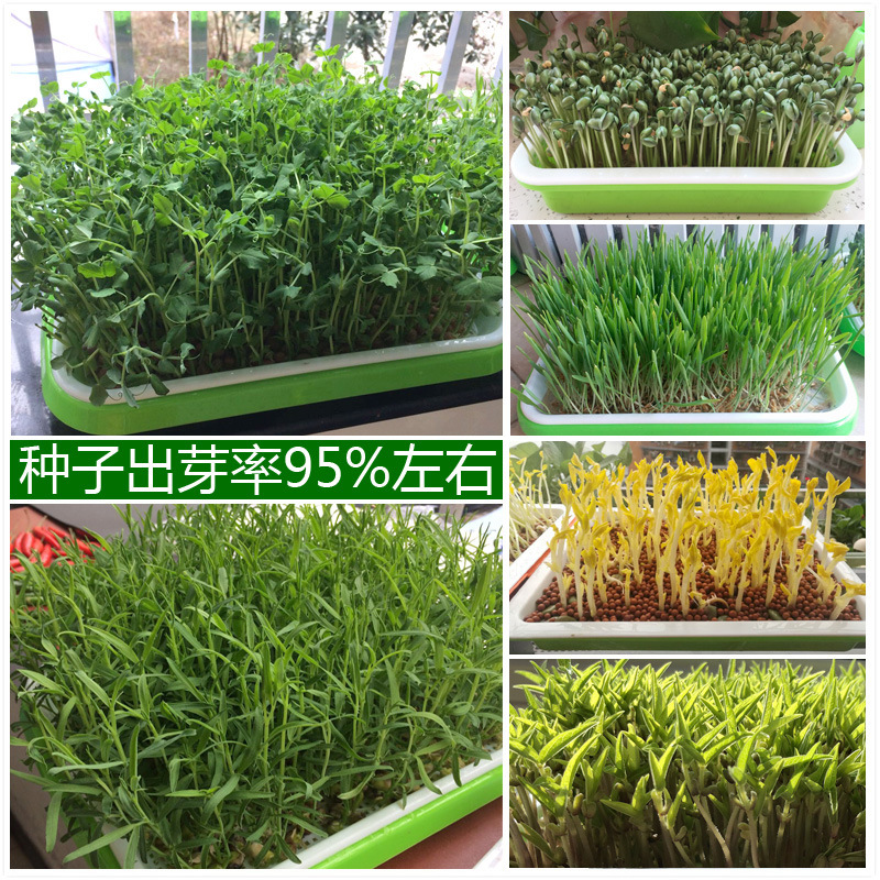 Sprouts seeds sprouts seeds seeds balcony potted vegetable seeds soilless cultivation bean seedlings four seasons spring planting seeds