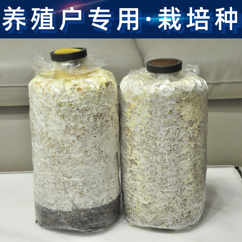 Выращивание штаммов Pleurotus Ostreatus, первый уровень, второй уровень, третий уровень, родительский штамм.