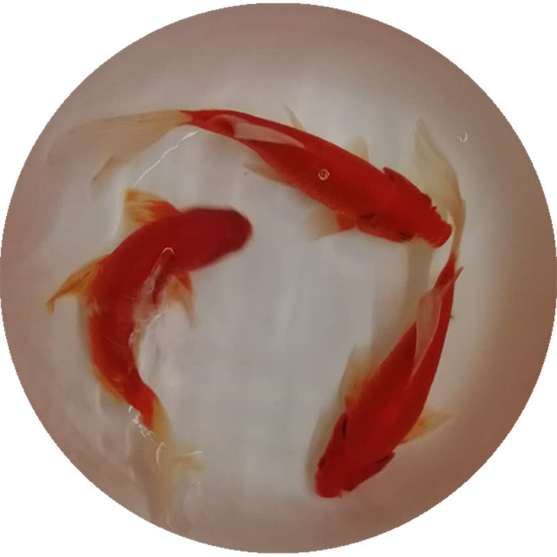 Cold Water Ornamental Fish, Freshwater Small Goldfish, Easy to Grow and Live, Fish Fry, Live Small Koi Live Fish, Pet Wholesale