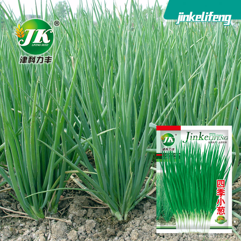 Семена лука четырех сезонов, лук-резанец, весна, лето, осень и зима, оптовая продажа семян для горшечного сада