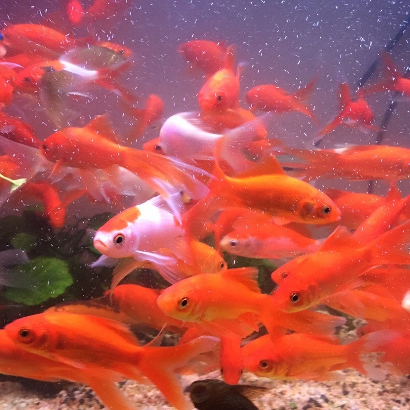 Cold Water Ornamental Fish, Freshwater Small Goldfish, Easy to Grow and Live, Fish Fry, Live Small Koi Live Fish, Pet Wholesale