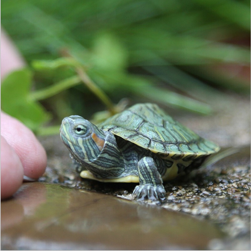 Living turtle small tortoise Brazilian tortoise seedlings small tortoise living creatures ornamental tortoise seedlings pet factory direct sales