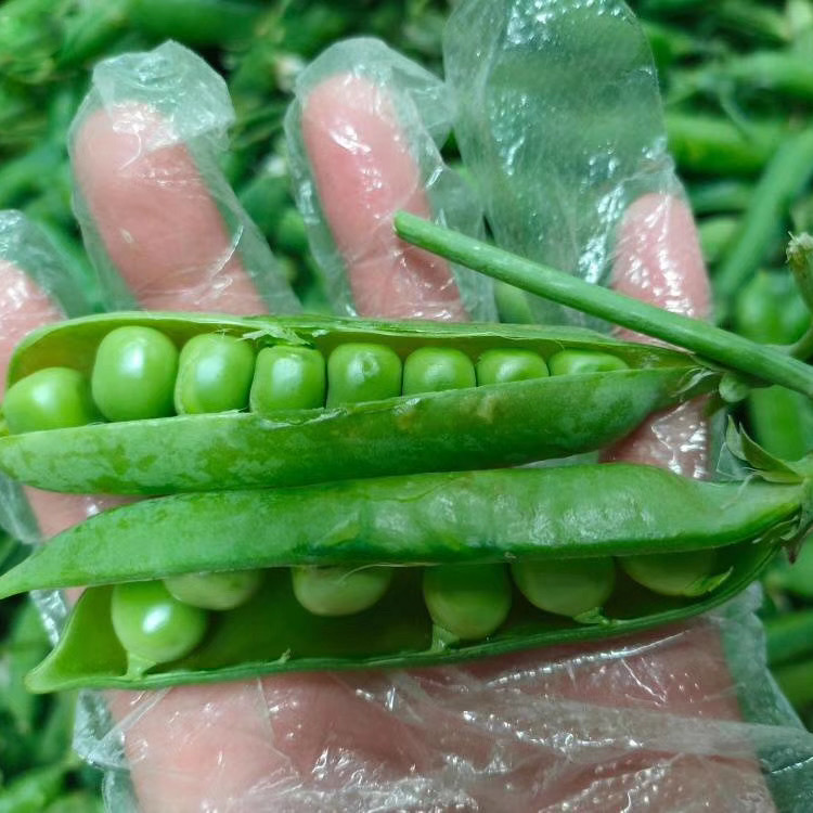 Yunzhimengmengguo Yunnan Vegetables Open-Air Large Pea Pods 2.5kg Fresh Pea Pods with Shell Plateau Vegetables