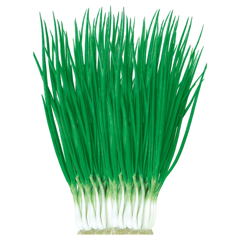 Four Seasons Shallot Seeds, Chives, Spring, Summer, Autumn and Winter, Four-Season Sowing Indoor Potted Garden Vegetable Seeds Wholesale Seeds