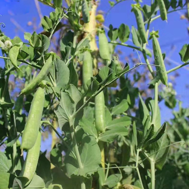 Yunzhimengmengguo Yunnan Vegetables Open-Air Large Pea Pods 2.5kg Fresh Pea Pods with Shell Plateau Vegetables