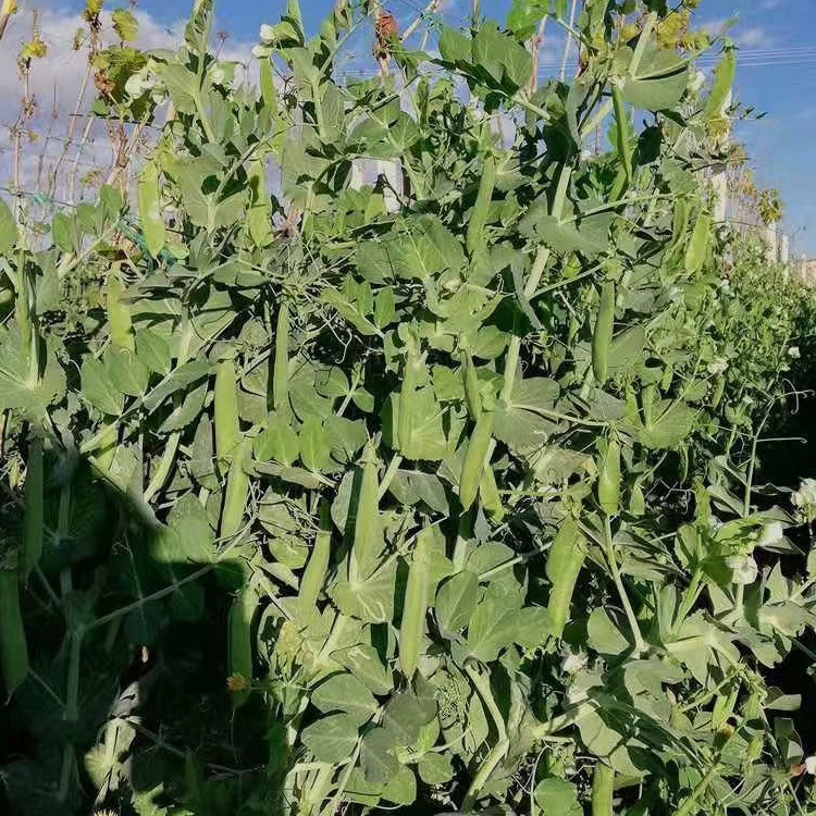 Yunzhimengmengguo Yunnan Vegetables Open-Air Large Pea Pods 2.5kg Fresh Pea Pods with Shell Plateau Vegetables