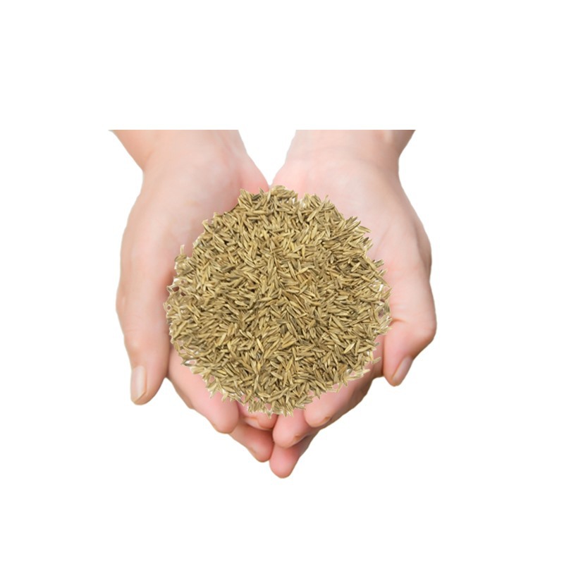 Grass Seeds Slope Protection Lawn Seeds Grass Seeds Edge Slope Solid Soil Greening Baixi Rye Grass Bermuda Dog Tooth Root Summer